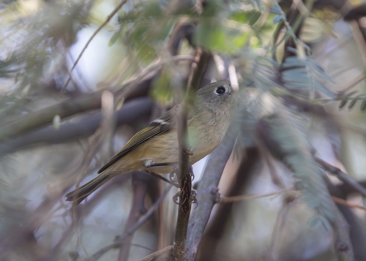 Ruby-crowned Kinglet - ML645292838