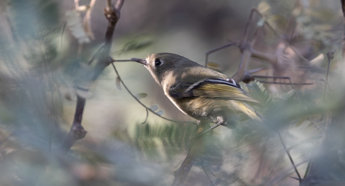 Ruby-crowned Kinglet - ML645292841