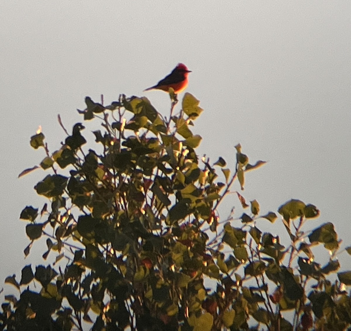 Vermilion Flycatcher - ML645292854