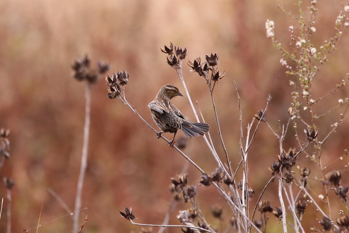 Красноплечий трупиал - ML645292857
