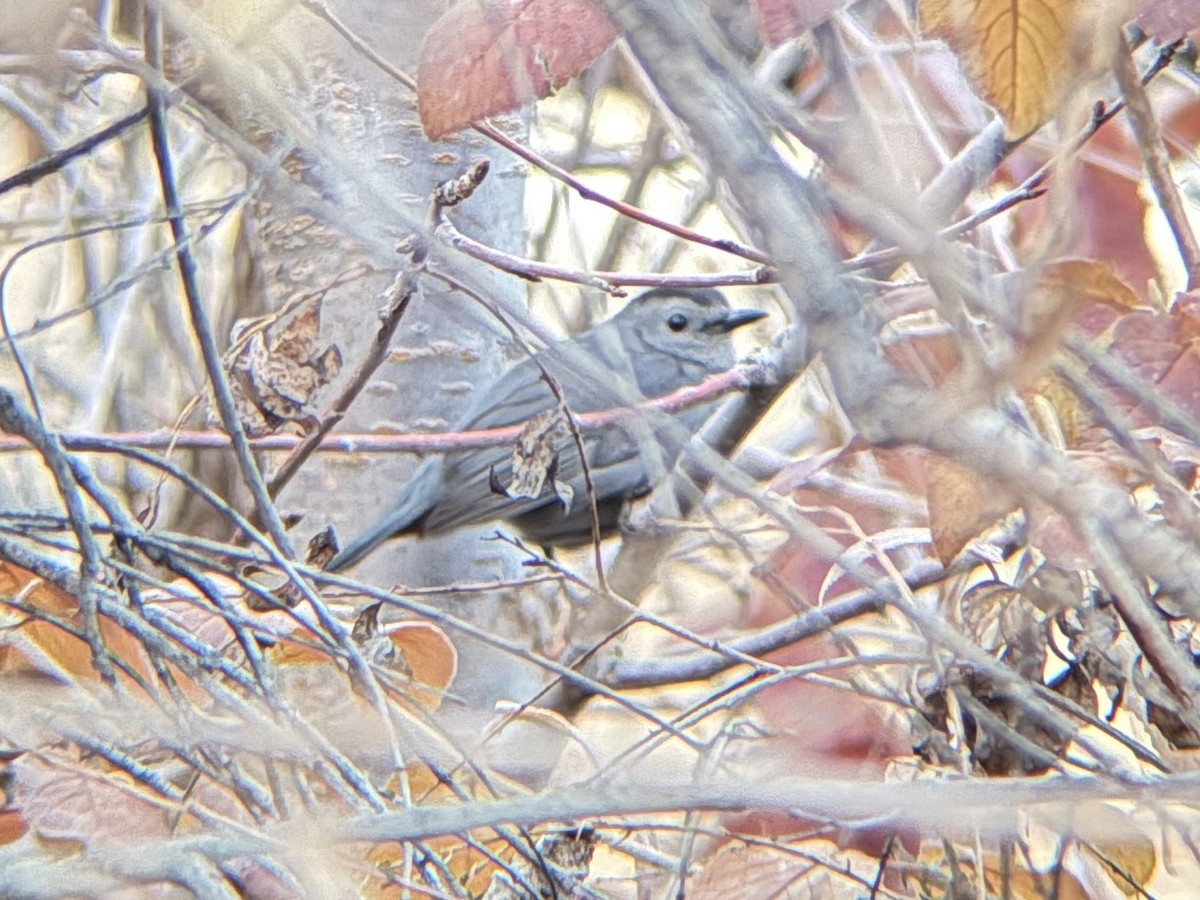 Gray Catbird - ML645292859