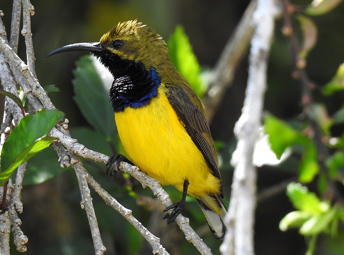 Sahul Sunbird - ML645292862