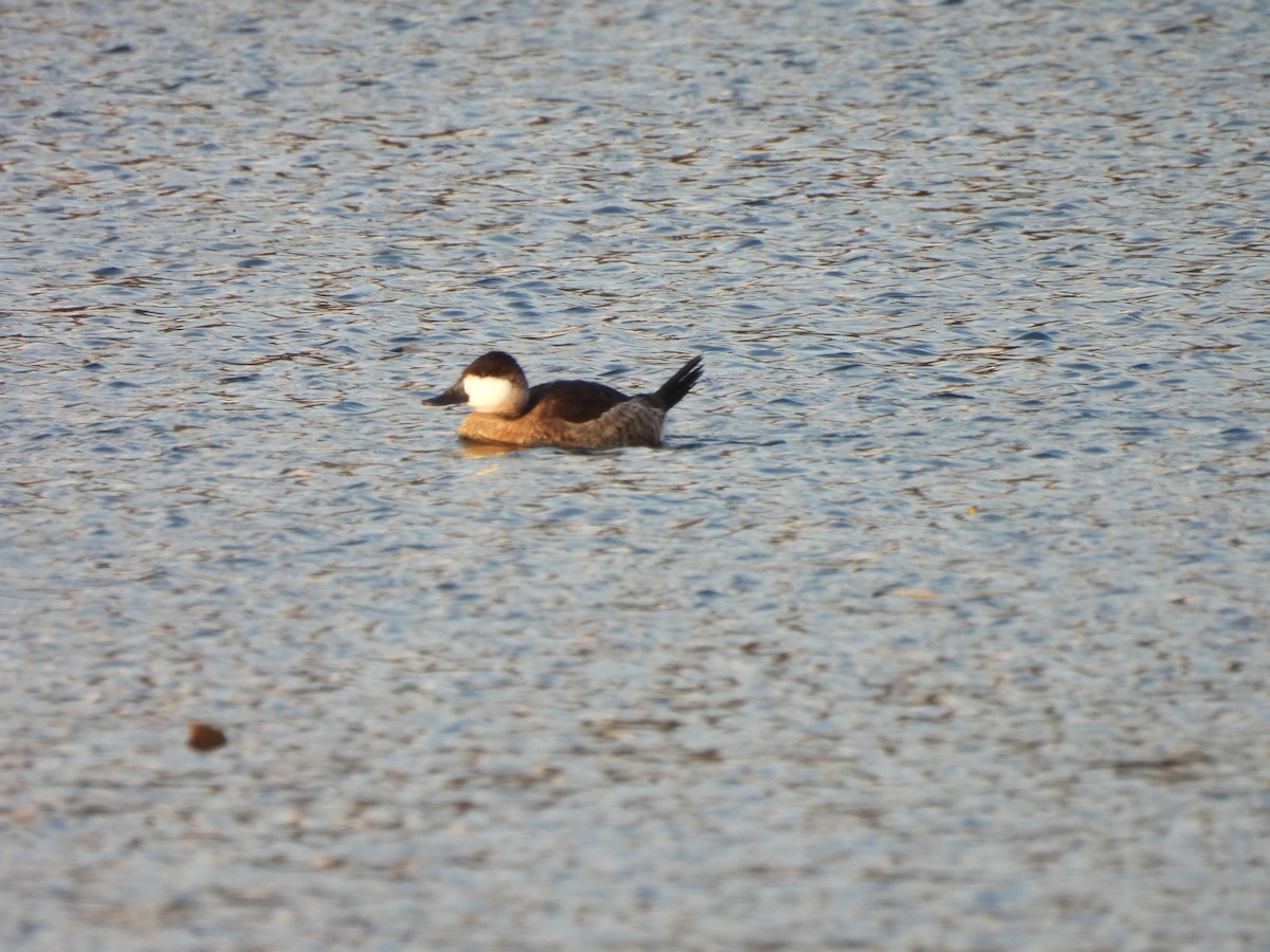 kobberand - ML645292883