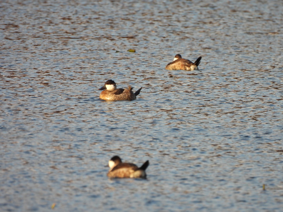 kobberand - ML645292884