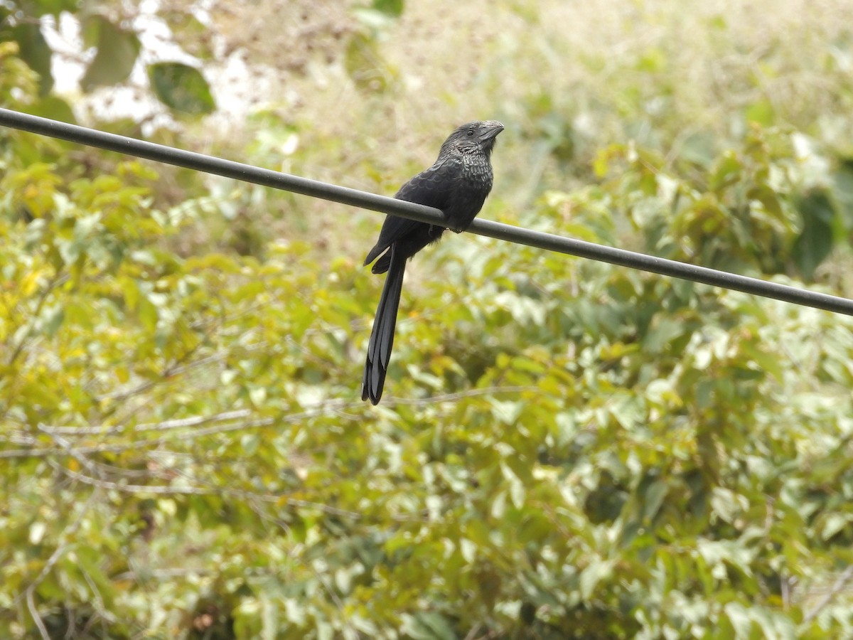 Garrapatero Asurcado - ML645292894