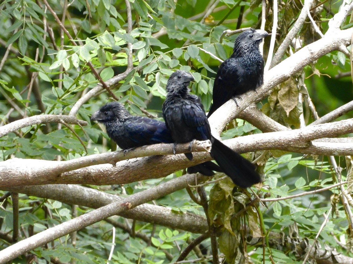 Garrapatero Asurcado - ML645292895