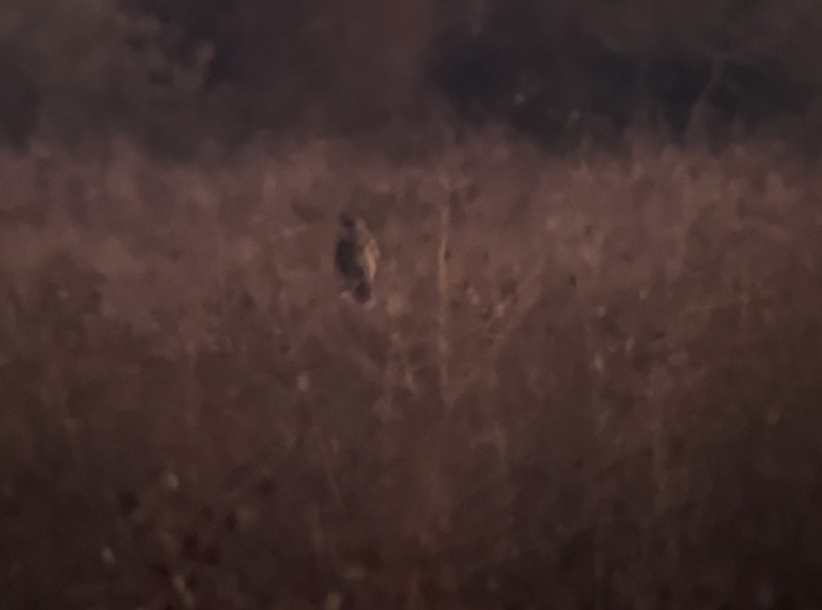 Búho Campestre - ML645292899