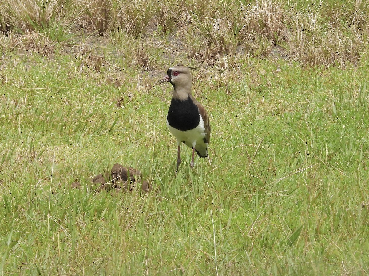 Avefría Tero - ML645292902