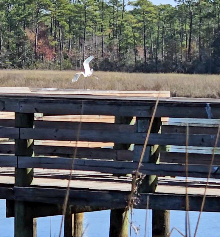 Garceta Grande (americana) - ML645292903