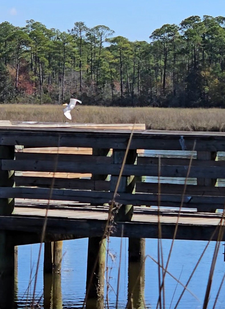 Garceta Grande (americana) - ML645292904