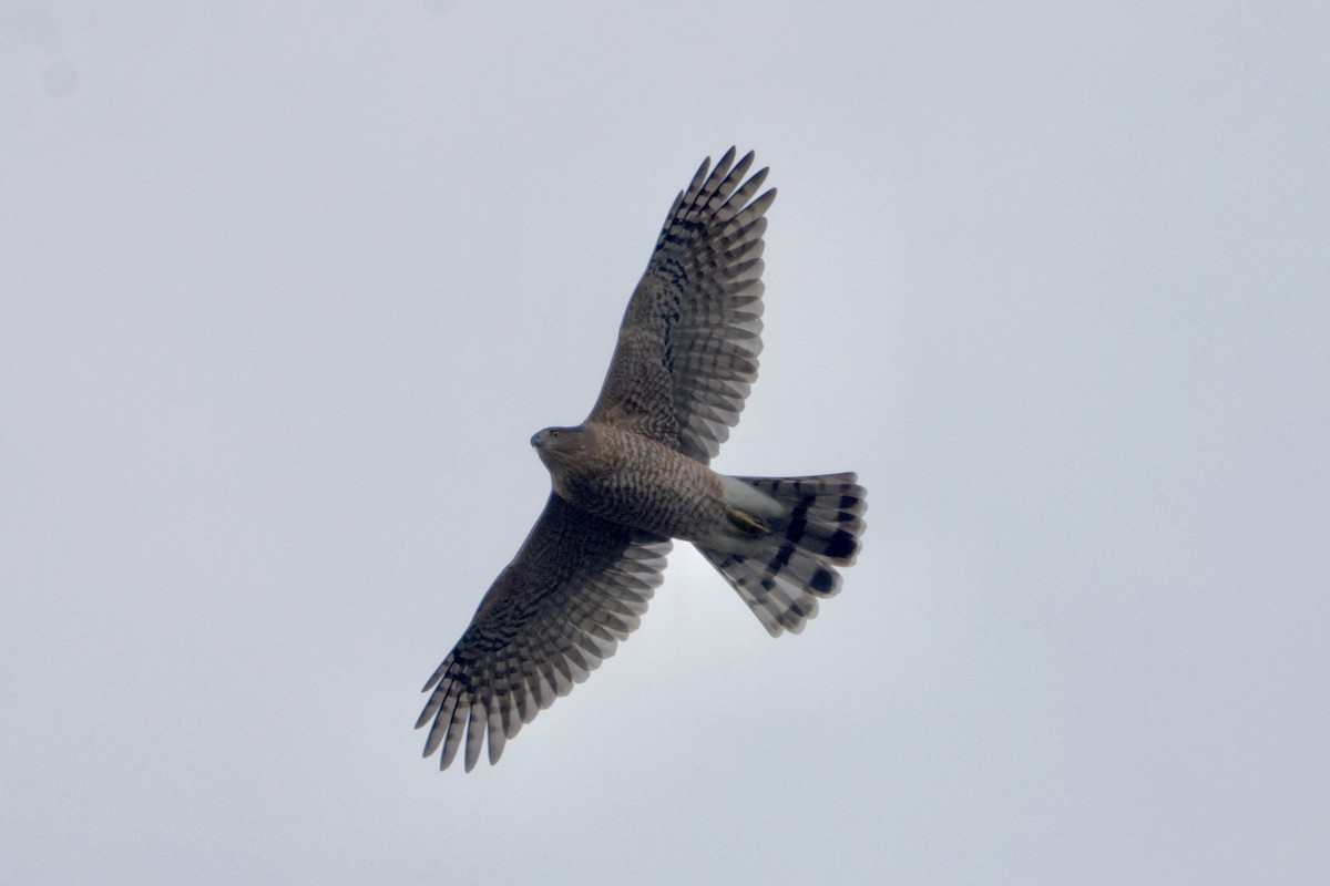 Gavilán de Cooper - ML645292905