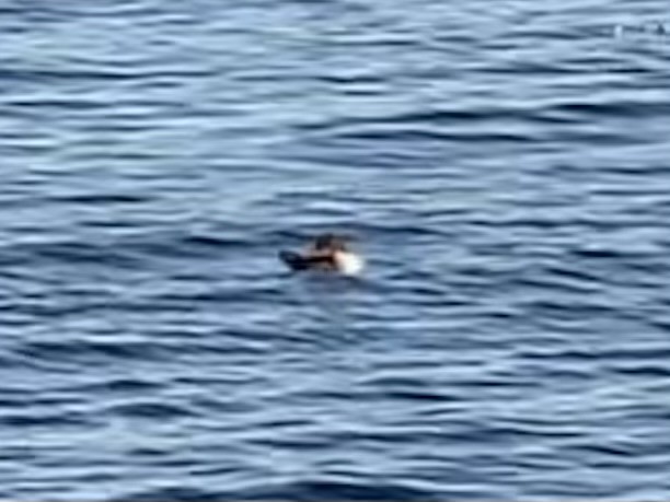 Serreta Grande - ML645292906