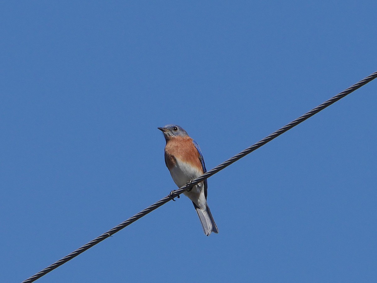 Azulejo Oriental - ML645292907