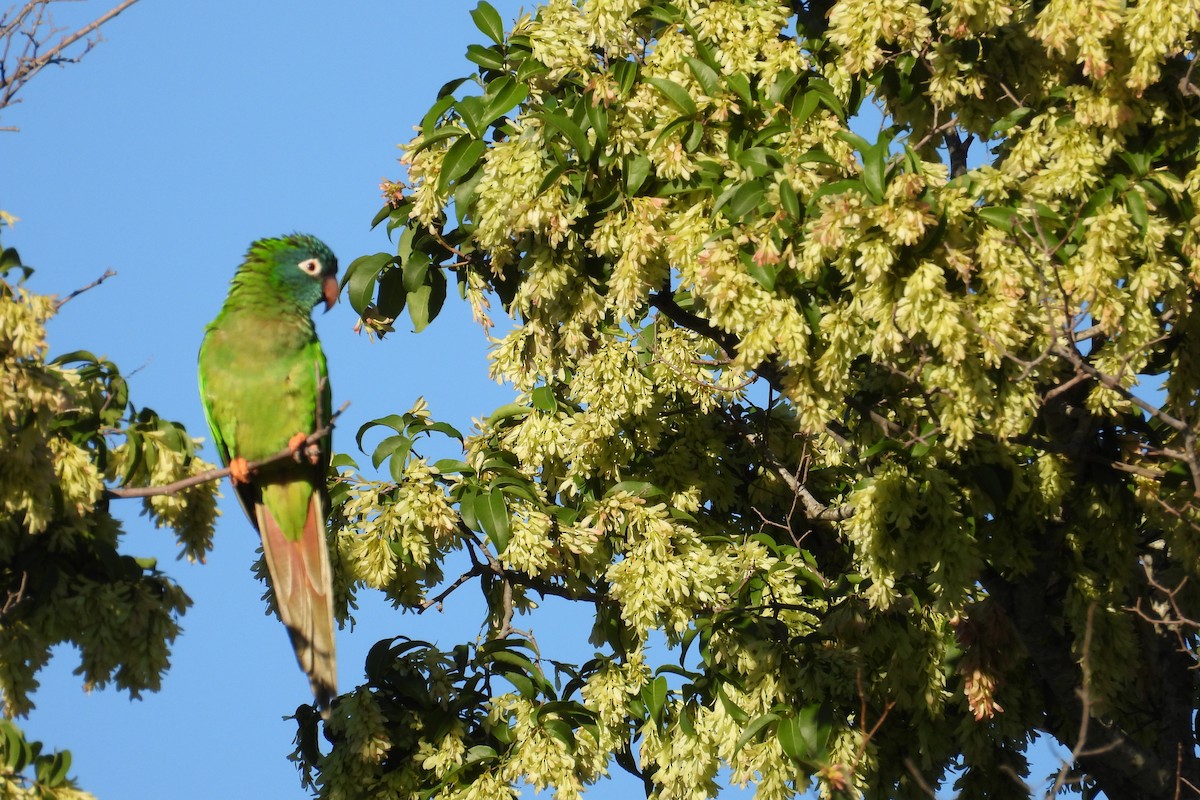 Aratinga Cabeciazul - ML645292908