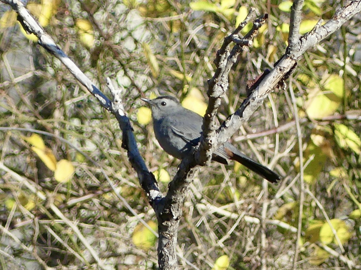 Pájaro Gato Gris - ML645292909