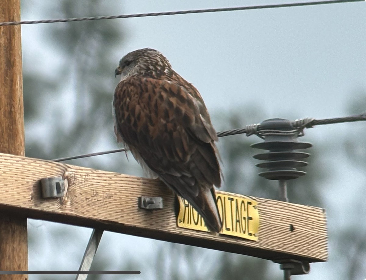 Busardo Herrumbroso - ML645292913