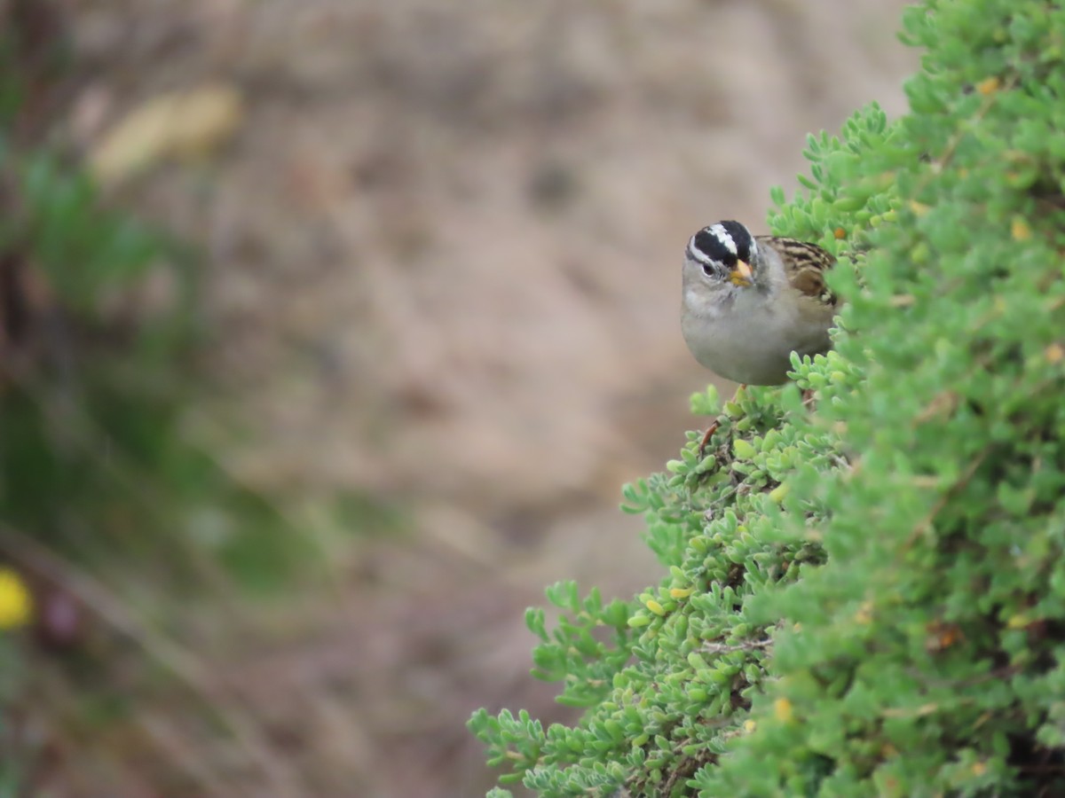 Chingolo Coroniblanco - ML645292915