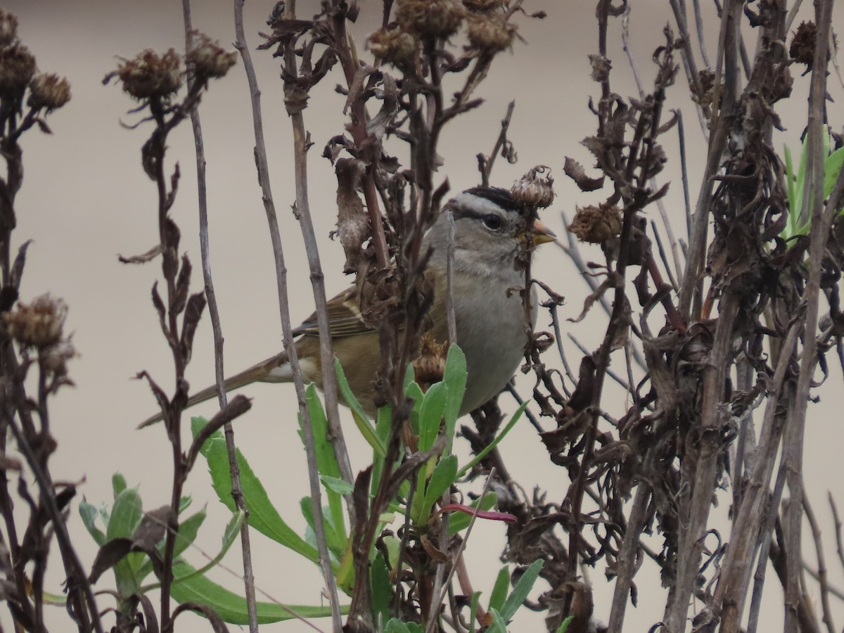 Chingolo Coroniblanco - ML645292916