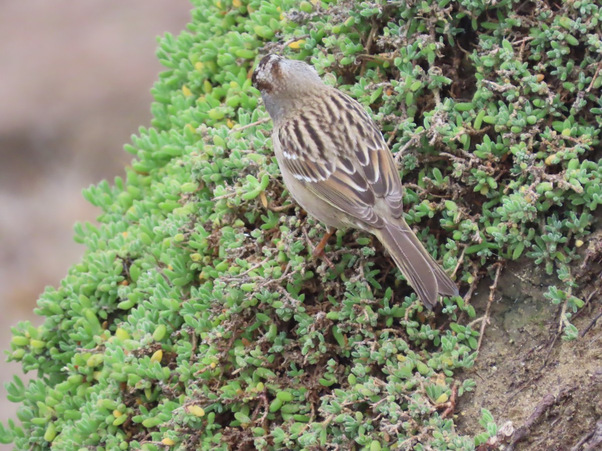 Chingolo Coroniblanco - ML645292917