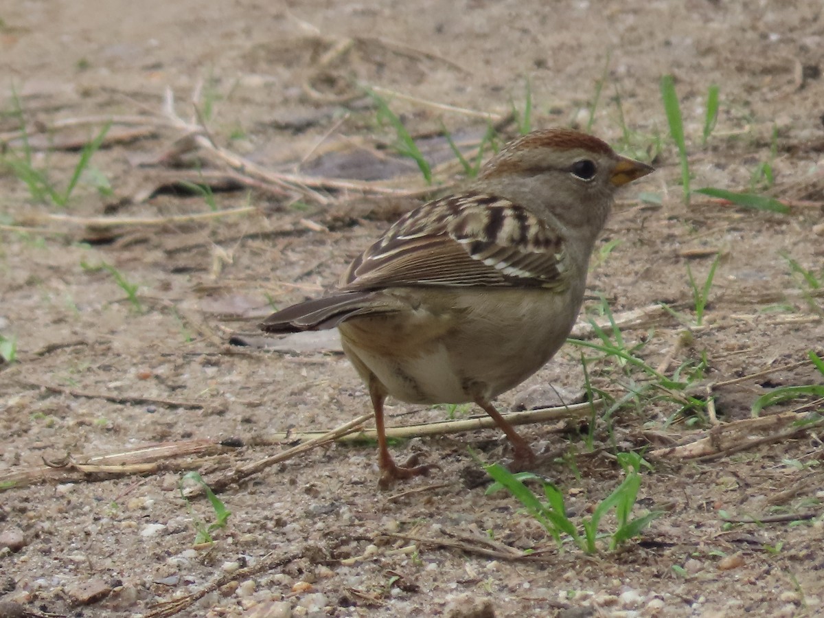 Chingolo Coroniblanco - ML645292918