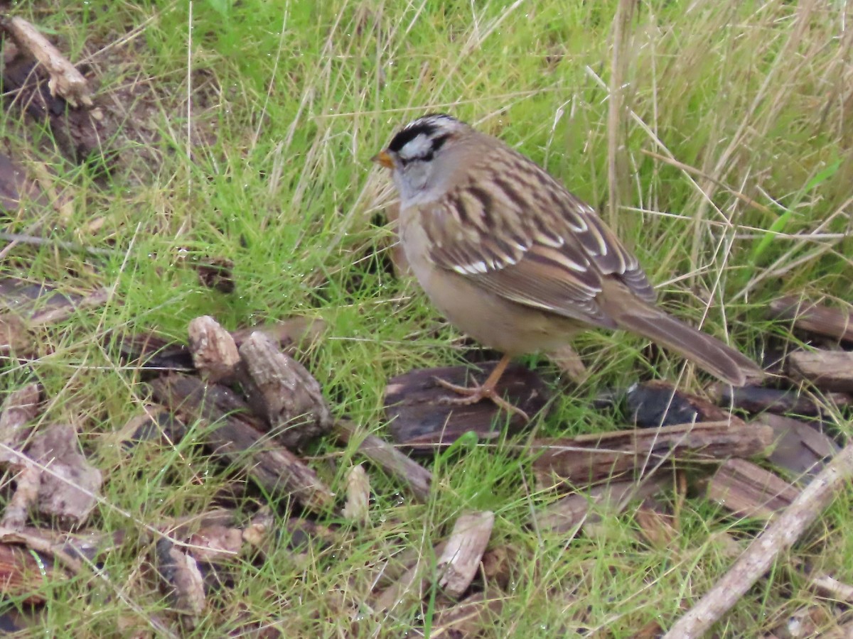 Chingolo Coroniblanco - ML645292919