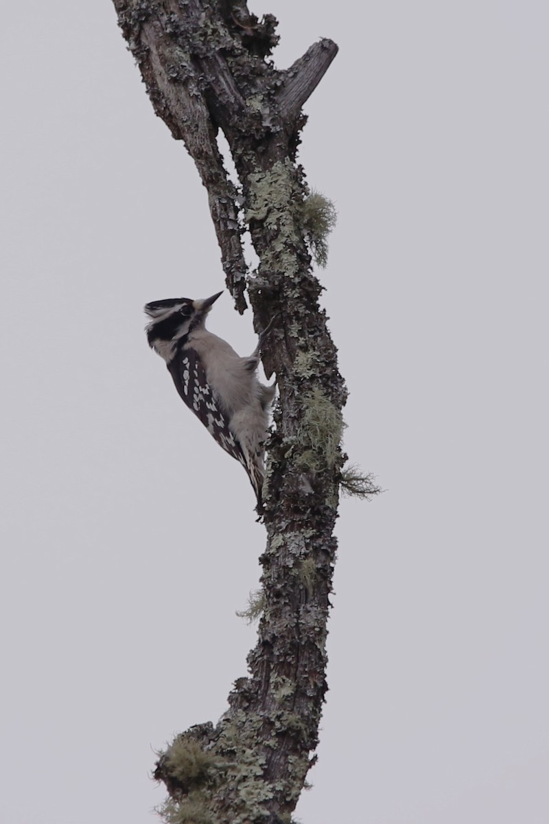 Pico Pubescente - ML645292921