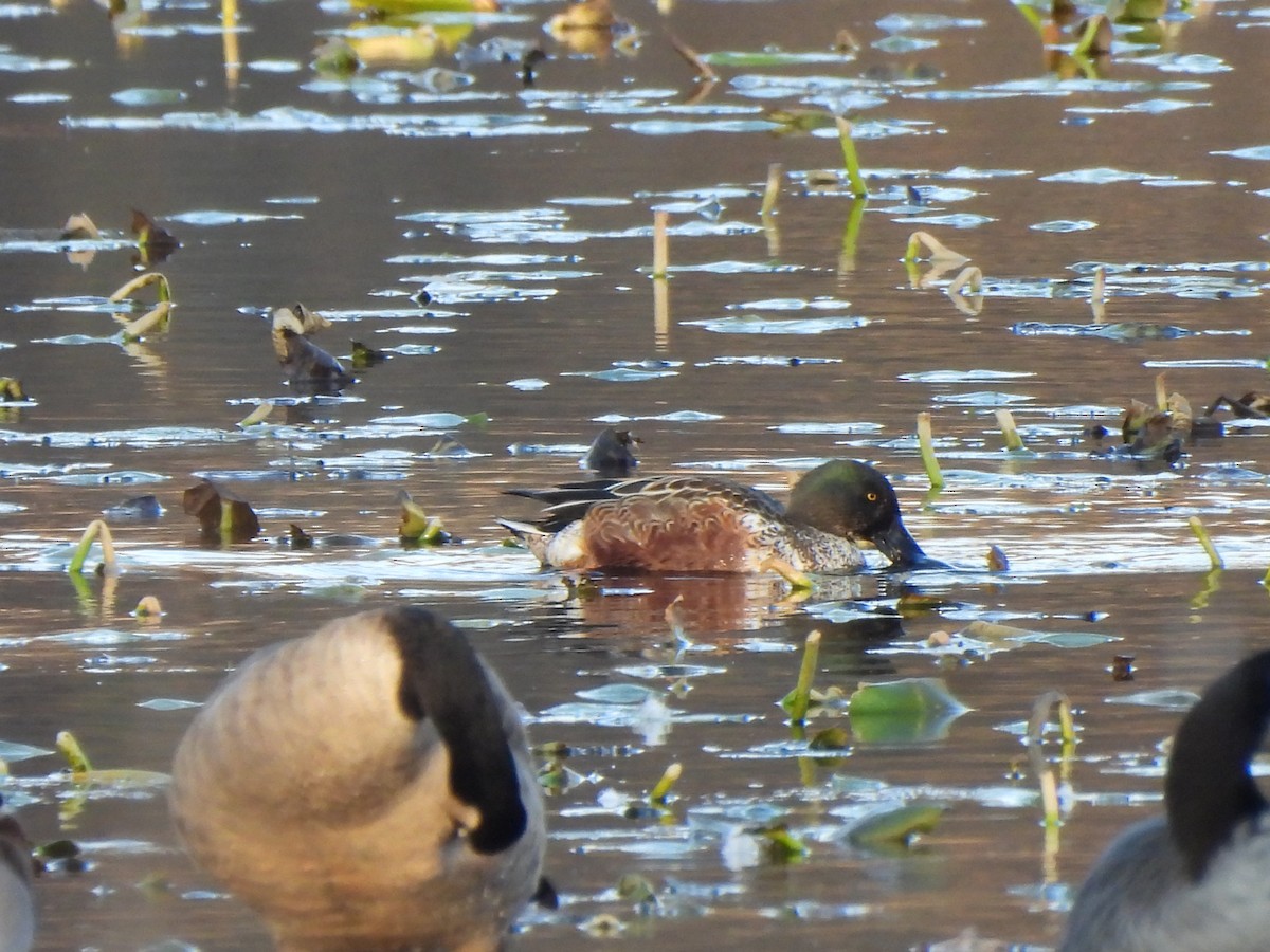 Cuchara Común - ML645292922