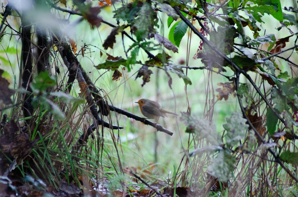 Petirrojo Europeo - ML645292927