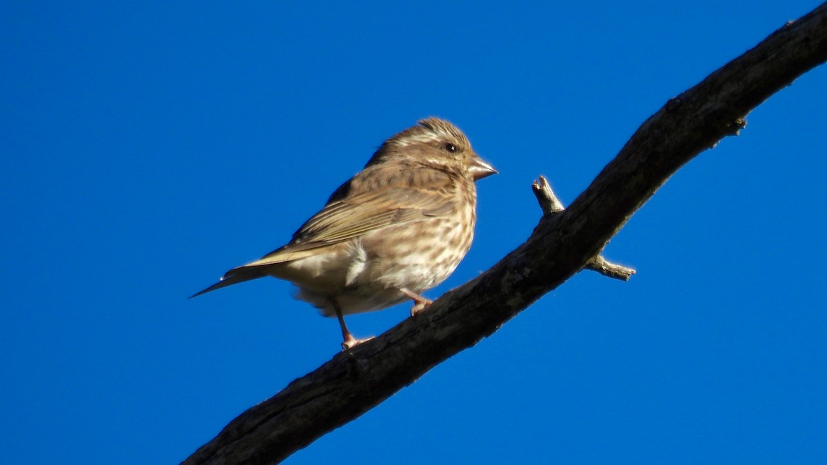 Camachuelo Purpúreo - ML645292934