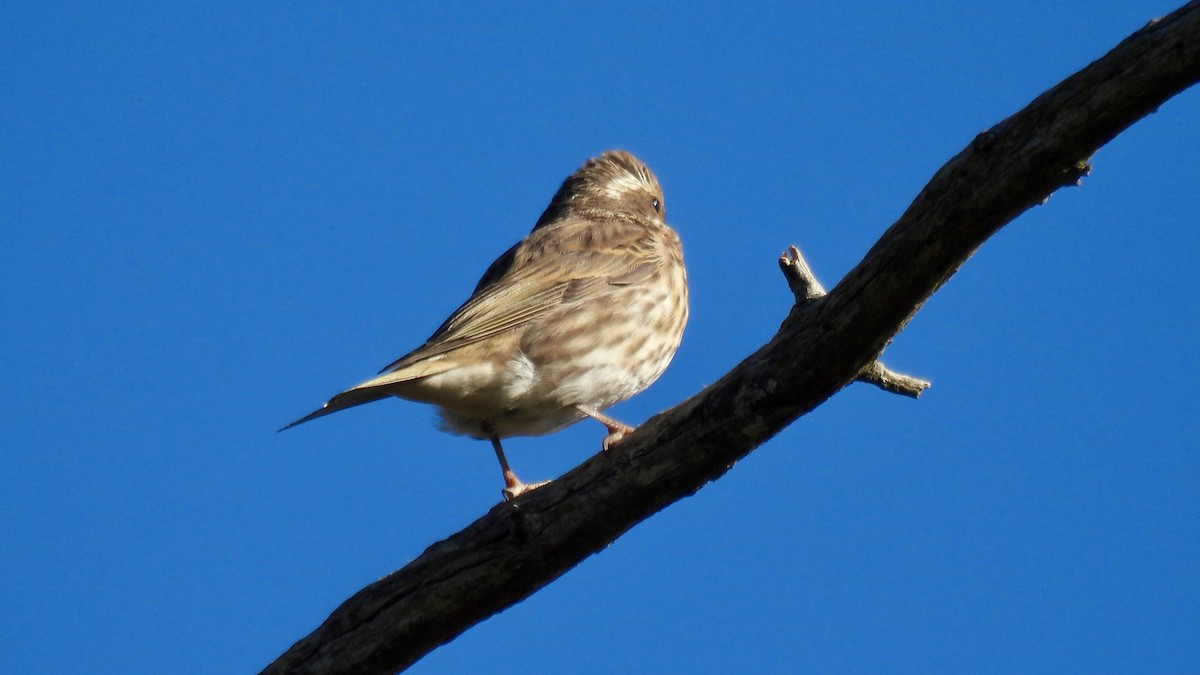 Camachuelo Purpúreo - ML645292935