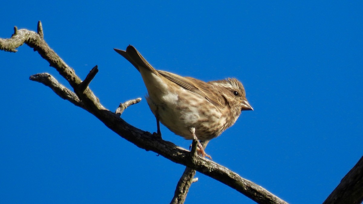 Camachuelo Purpúreo - ML645292936