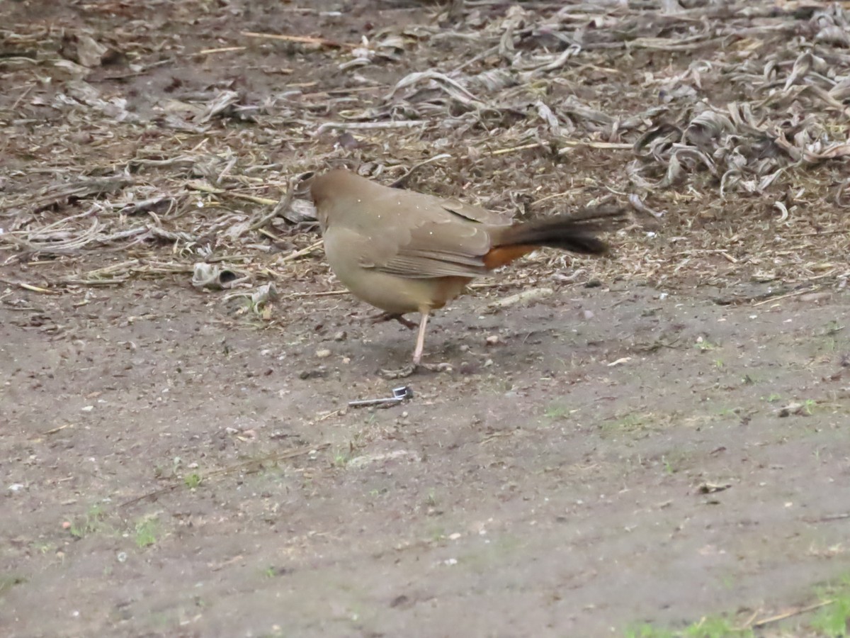 Toquí Californiano - ML645292937