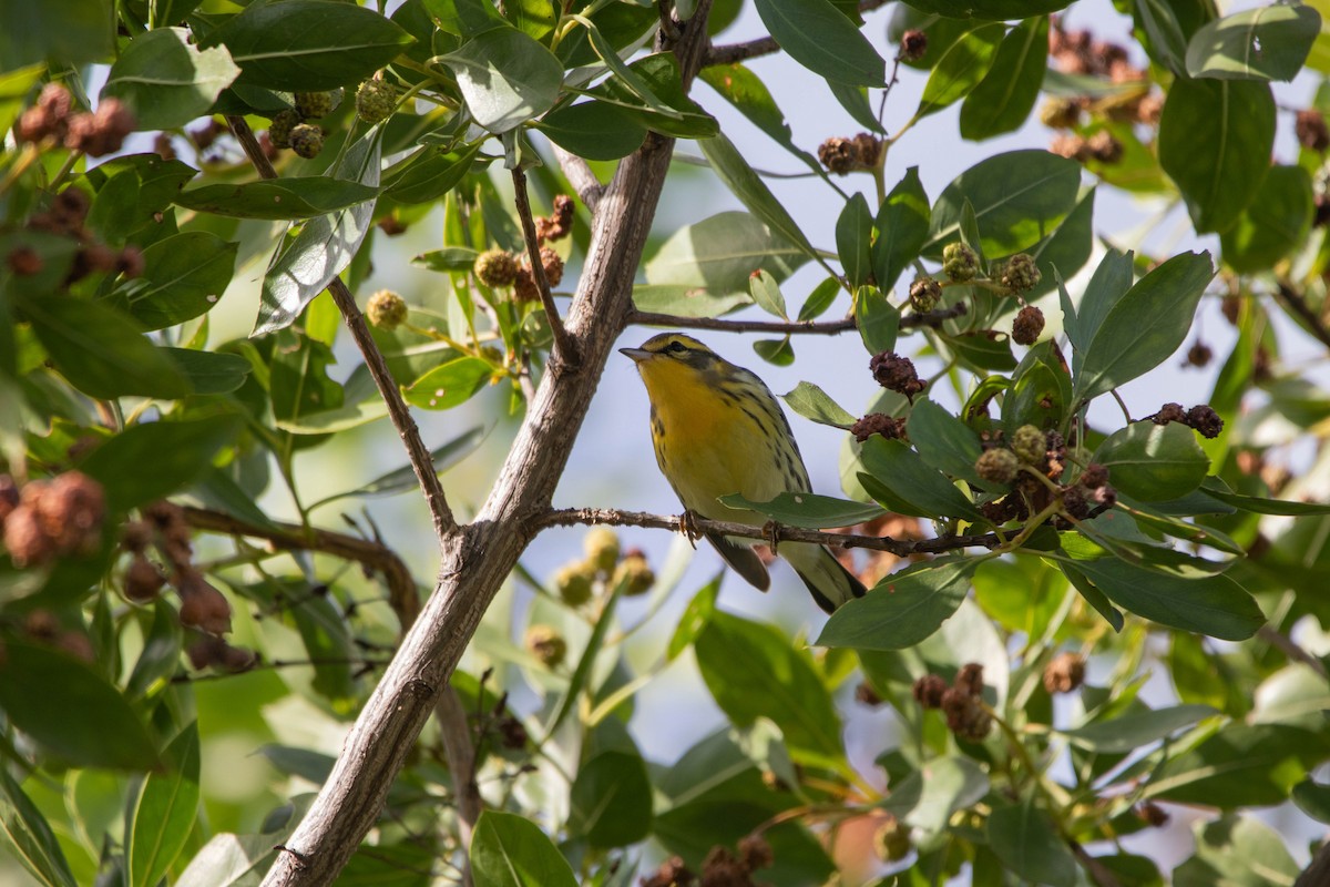 Blackburnian Warbler - ML645292945