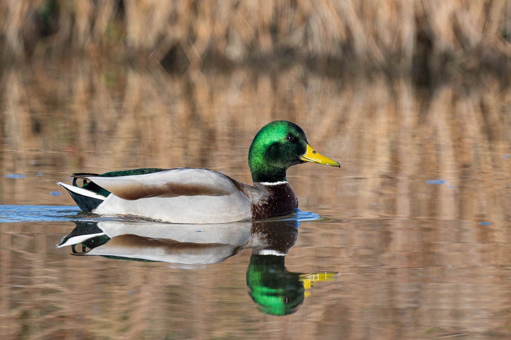 Mallard - ML645292952