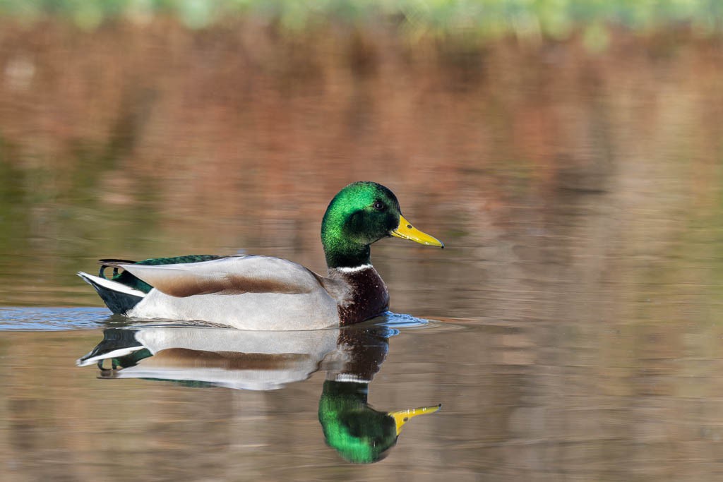 Mallard - ML645292953