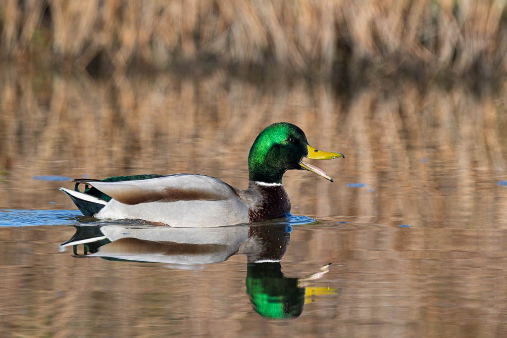 Mallard - ML645292954