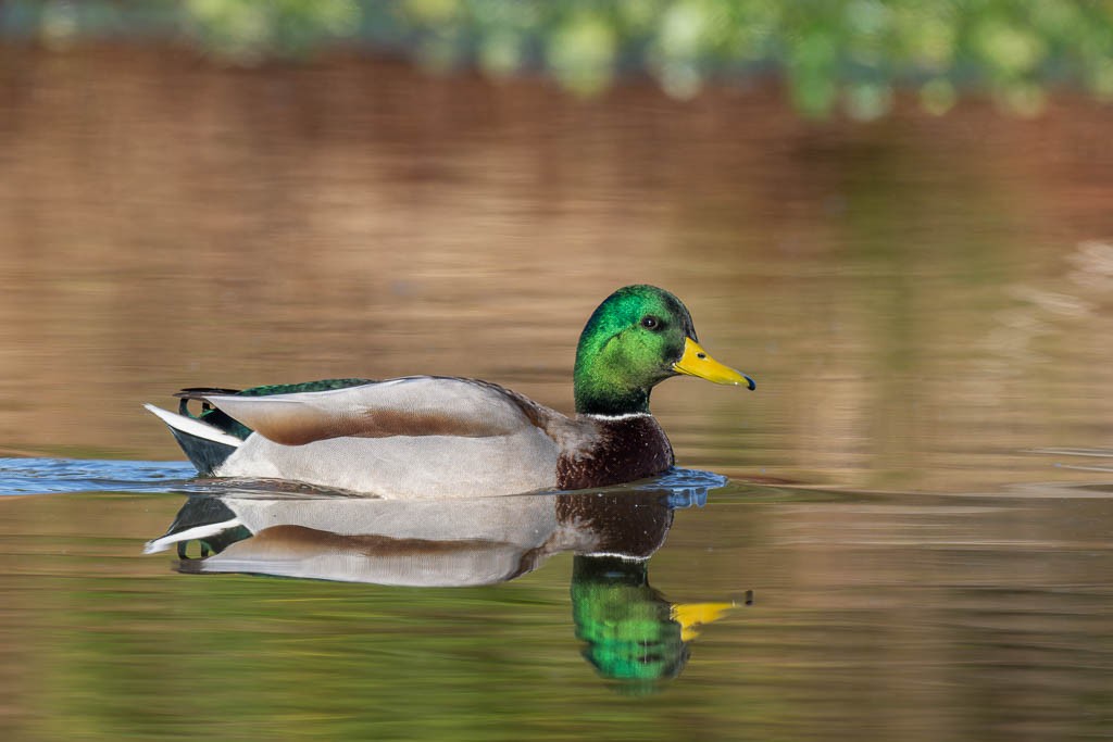 Mallard - ML645292955