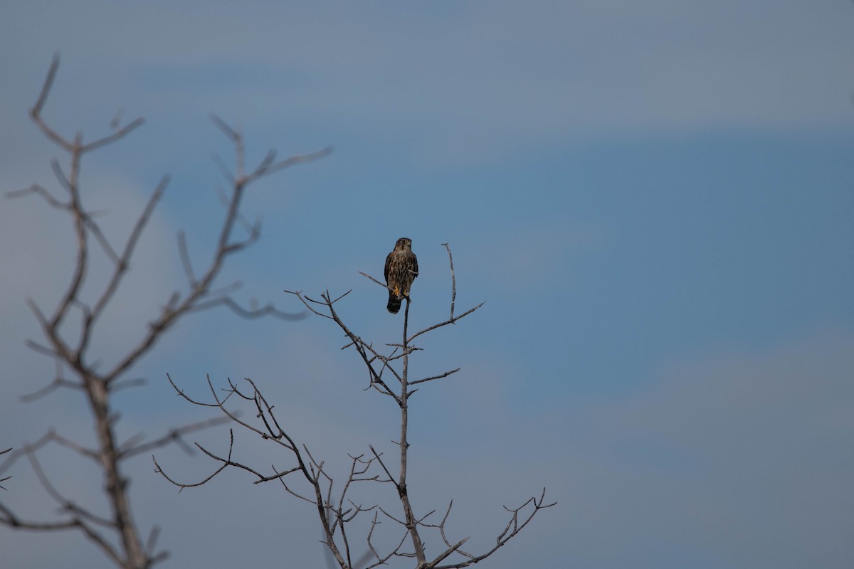 灰背隼 - ML645292957