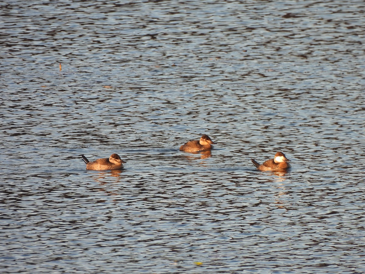 kobberand - ML645292972