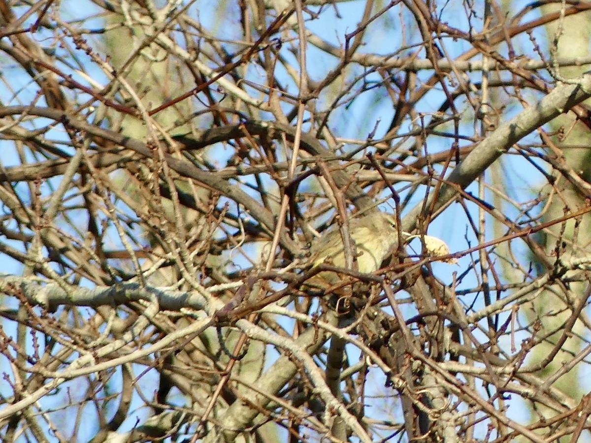 Palm Warbler - ML645292977