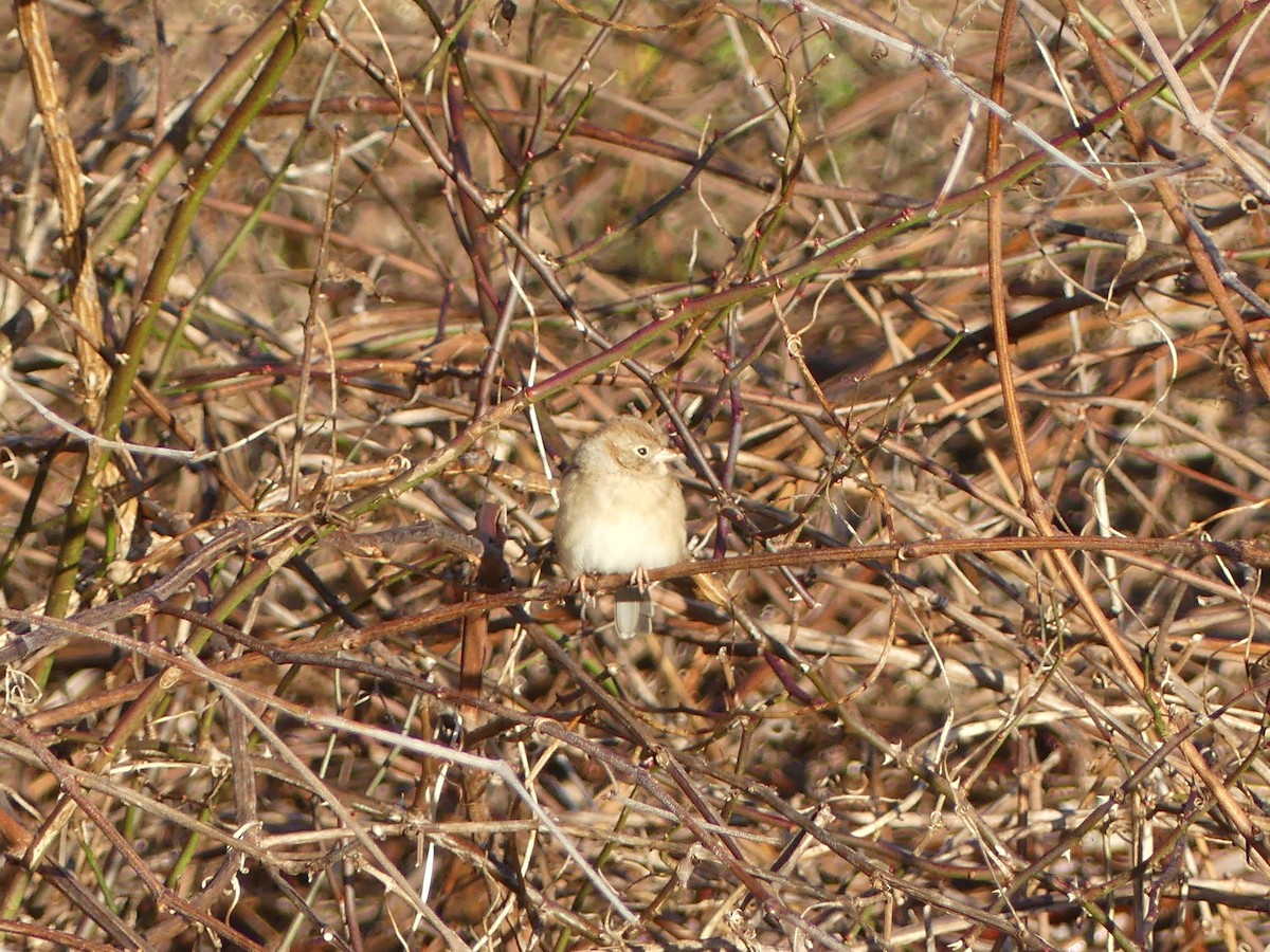 Field Sparrow - ML645292982