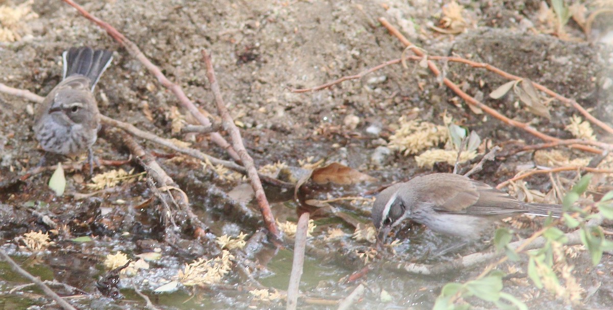 svartstrupespurv - ML645292984