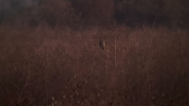 Short-eared Owl - ML645292985