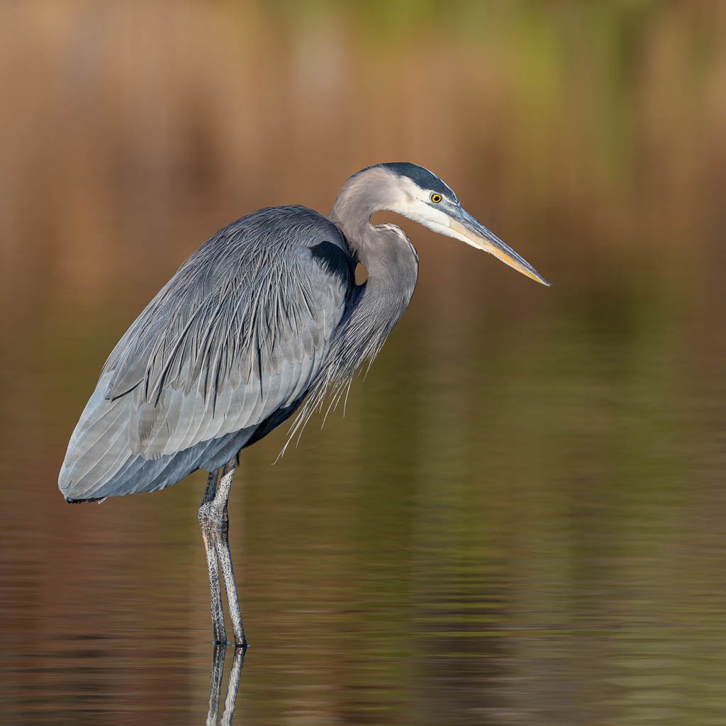 Great Blue Heron - ML645292998