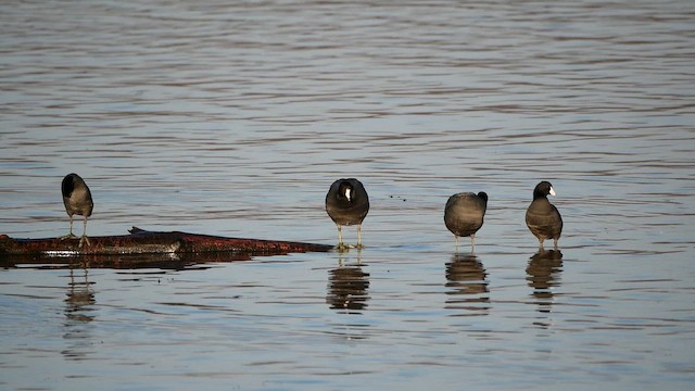 American Coot - ML645293003