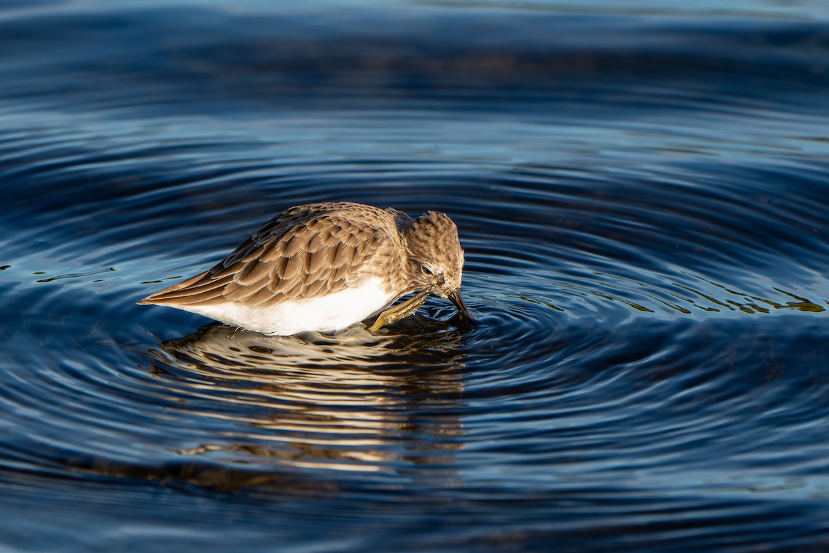Least Sandpiper - ML645293007