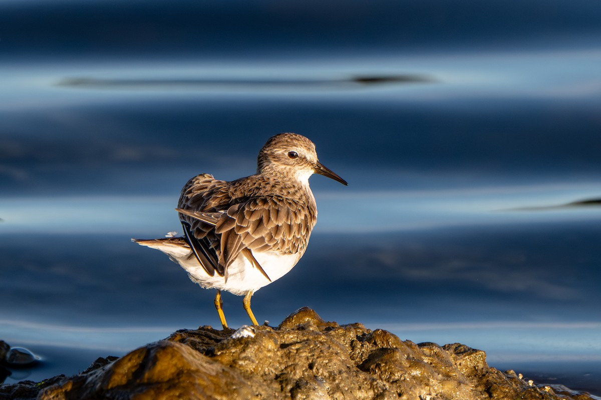 Least Sandpiper - ML645293008