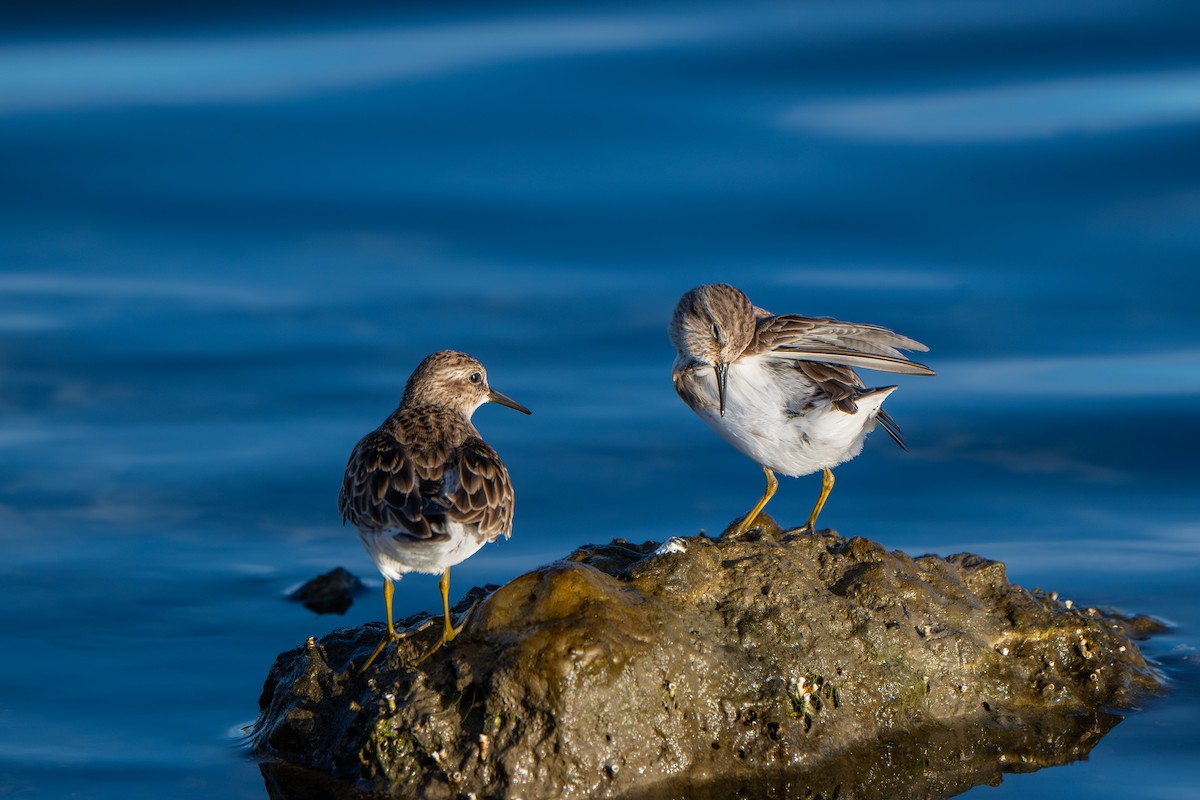 Least Sandpiper - ML645293009