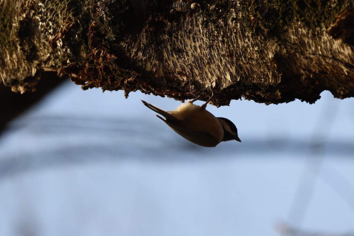 Carolina Chickadee - ML645293021