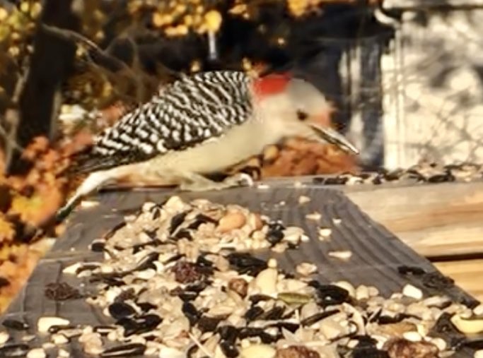 Red-bellied Woodpecker - ML645293022